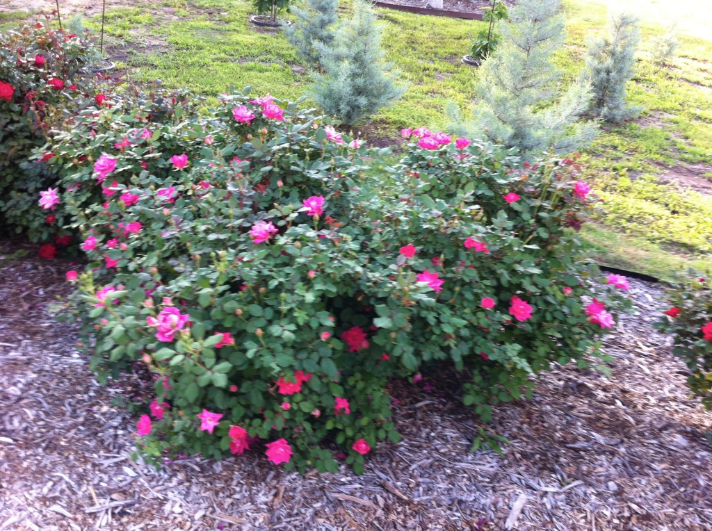 2012-04-02-6607 Conifer Cove-51.jpg